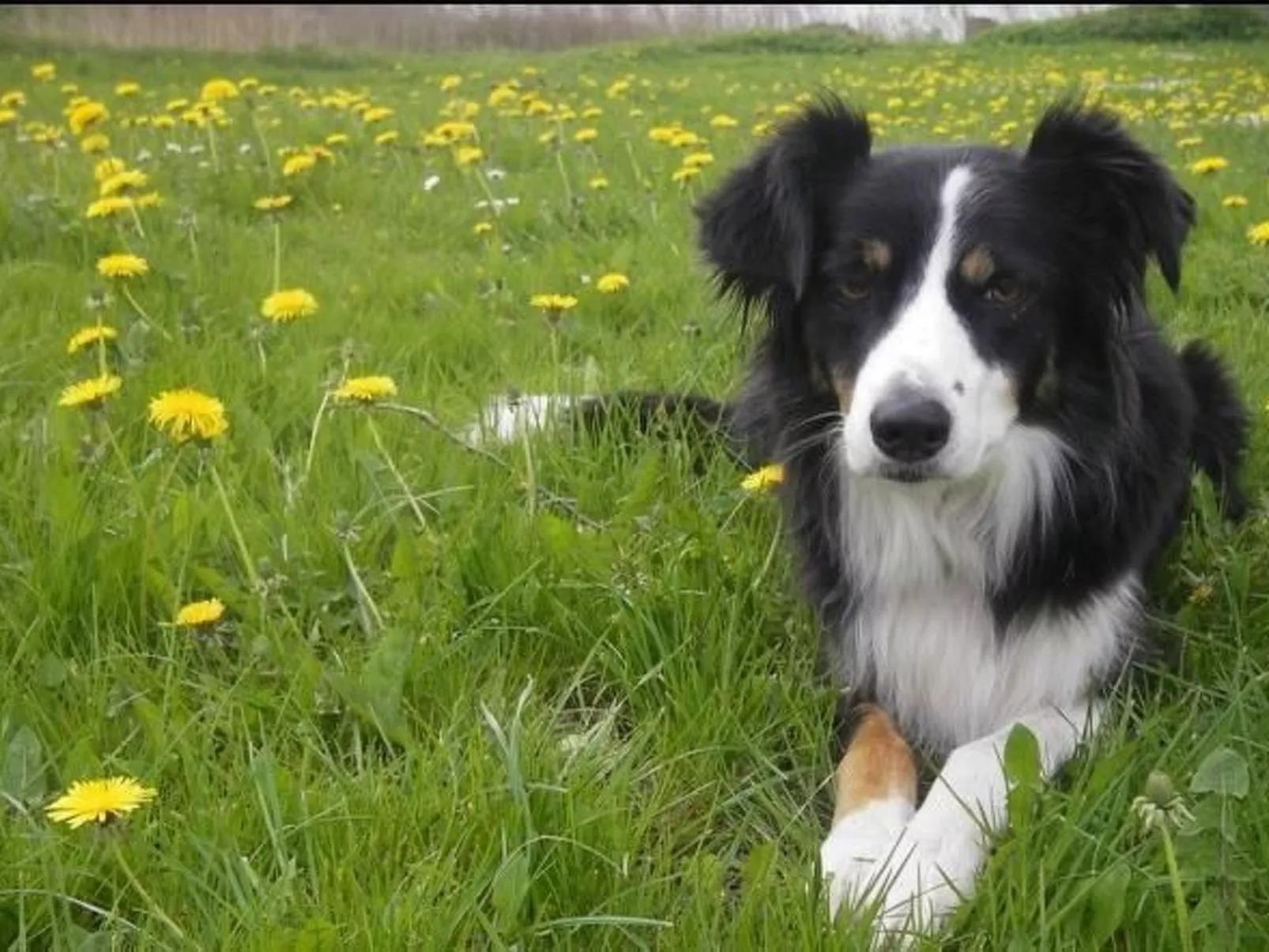 In Röhrnbach mit Grill und Terrasse-Outside