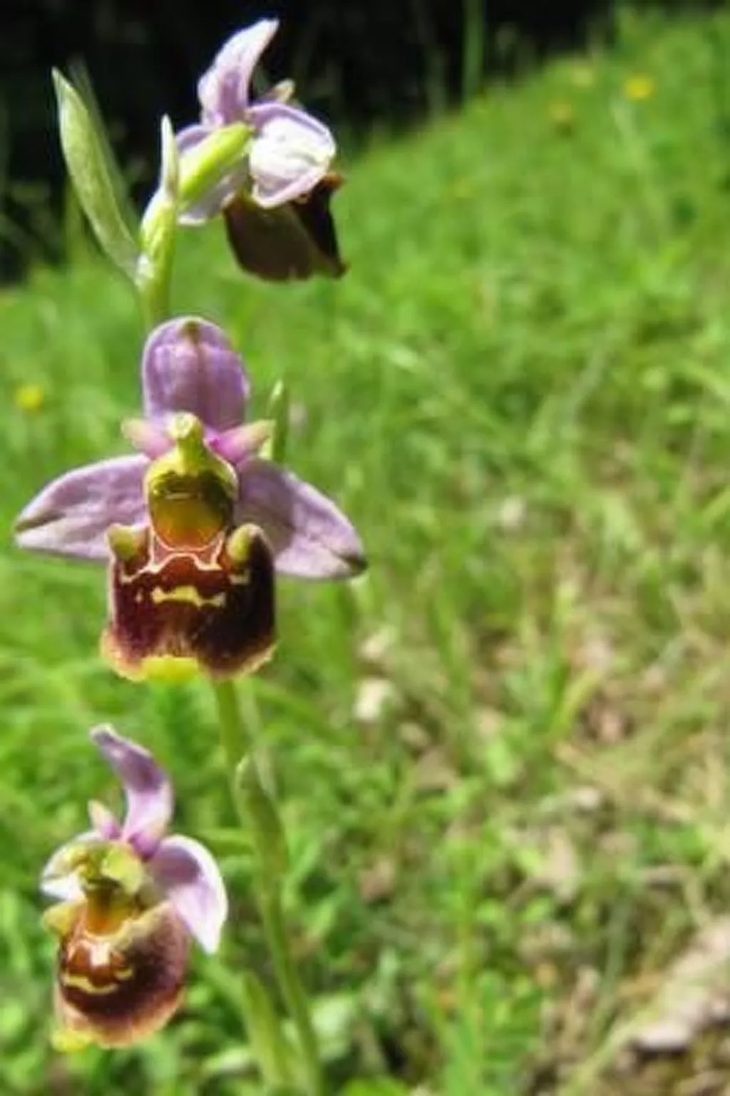 Appartement in Schelingen mit Garten und Grill - Image-tags.info