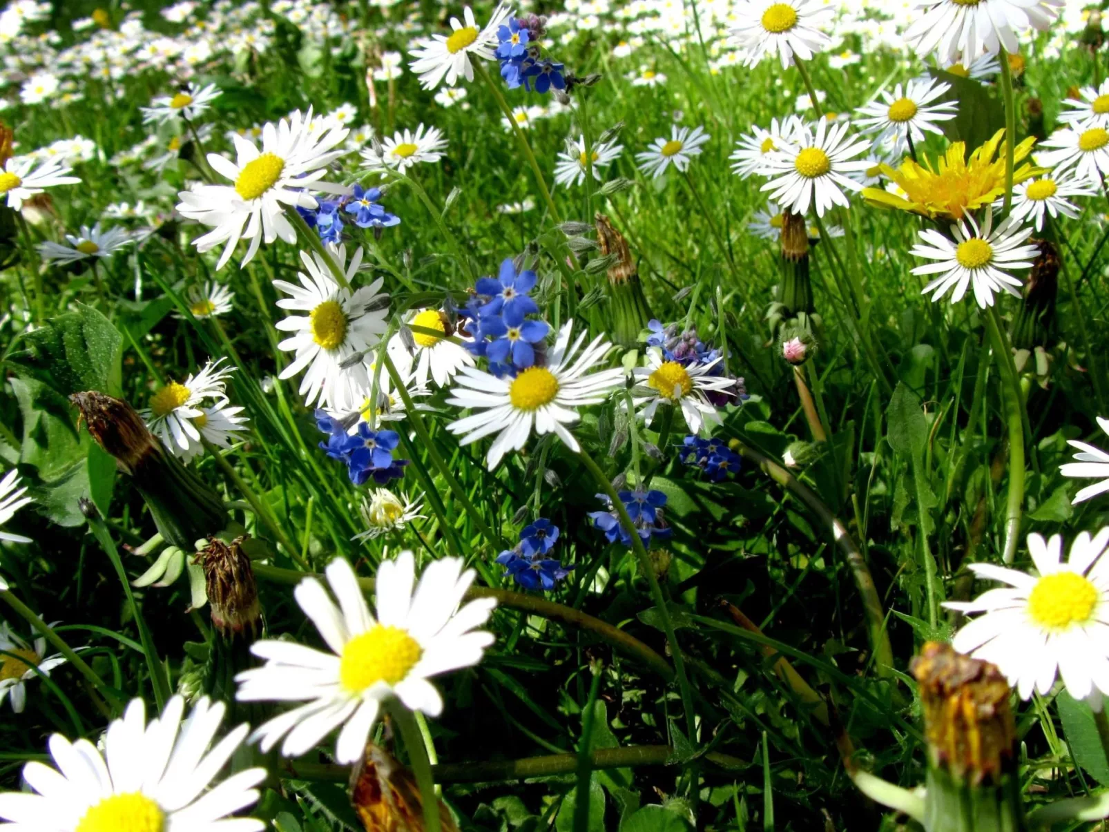 Landleben in Feistritz Ob Bleiburg-Image-tags.info