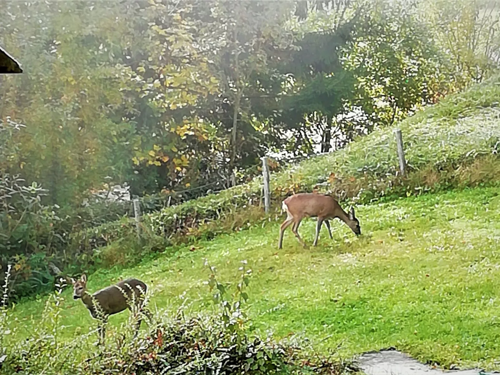 Haus Traunsee-Blick-Draußen