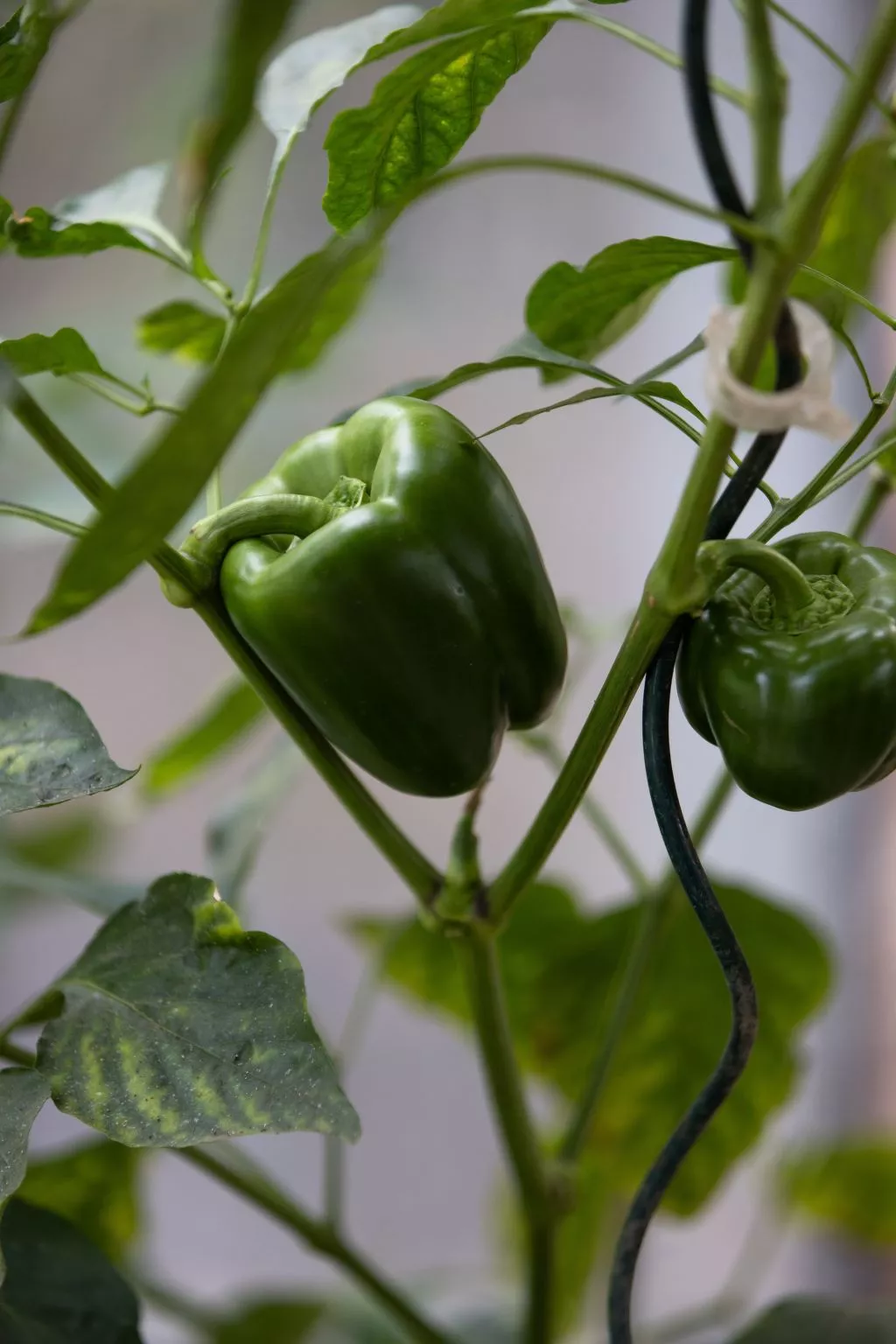 Chateau-Studio Bleu-Inside