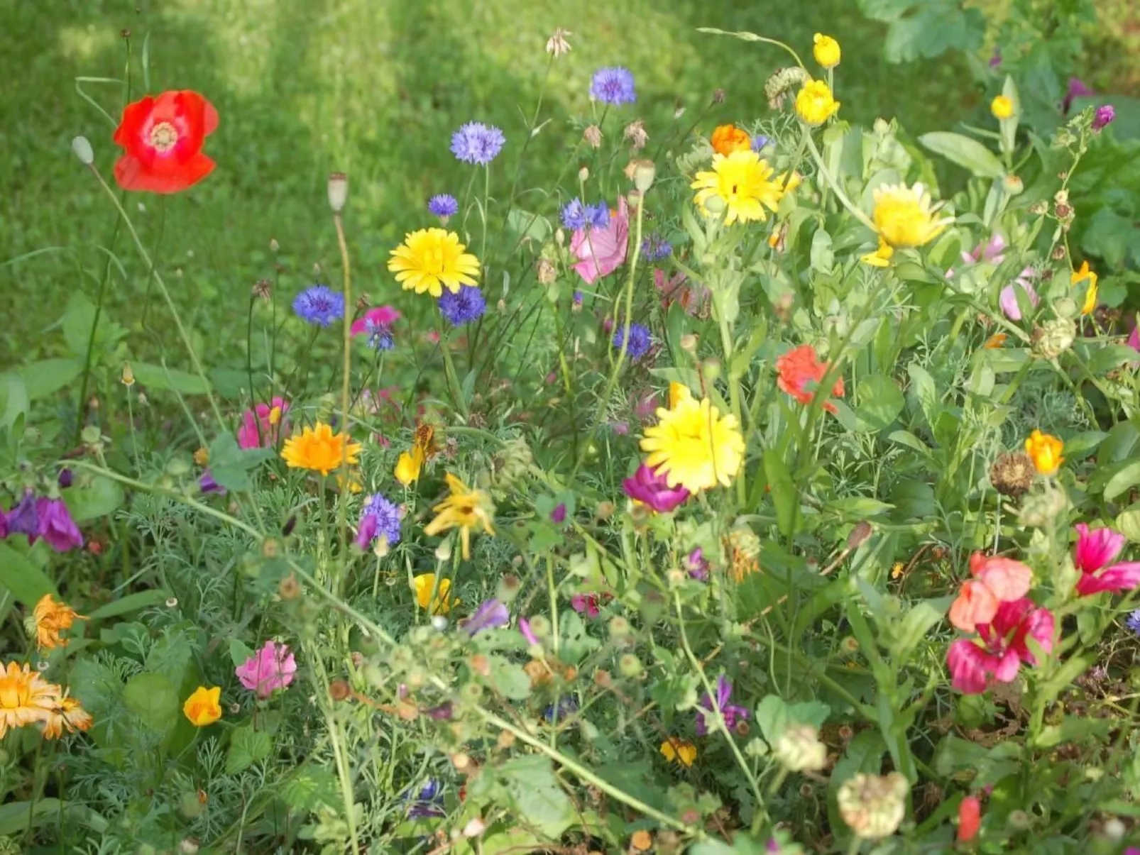 FeWo Nr 1 Harztor-Outside