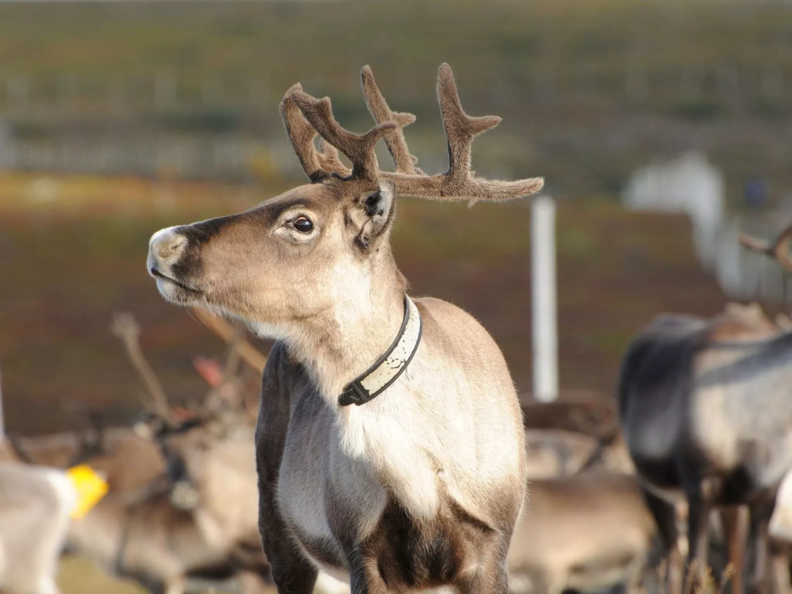 Gemütliches Blockhaus mit Kamin im Oviksfjäll-Draußen