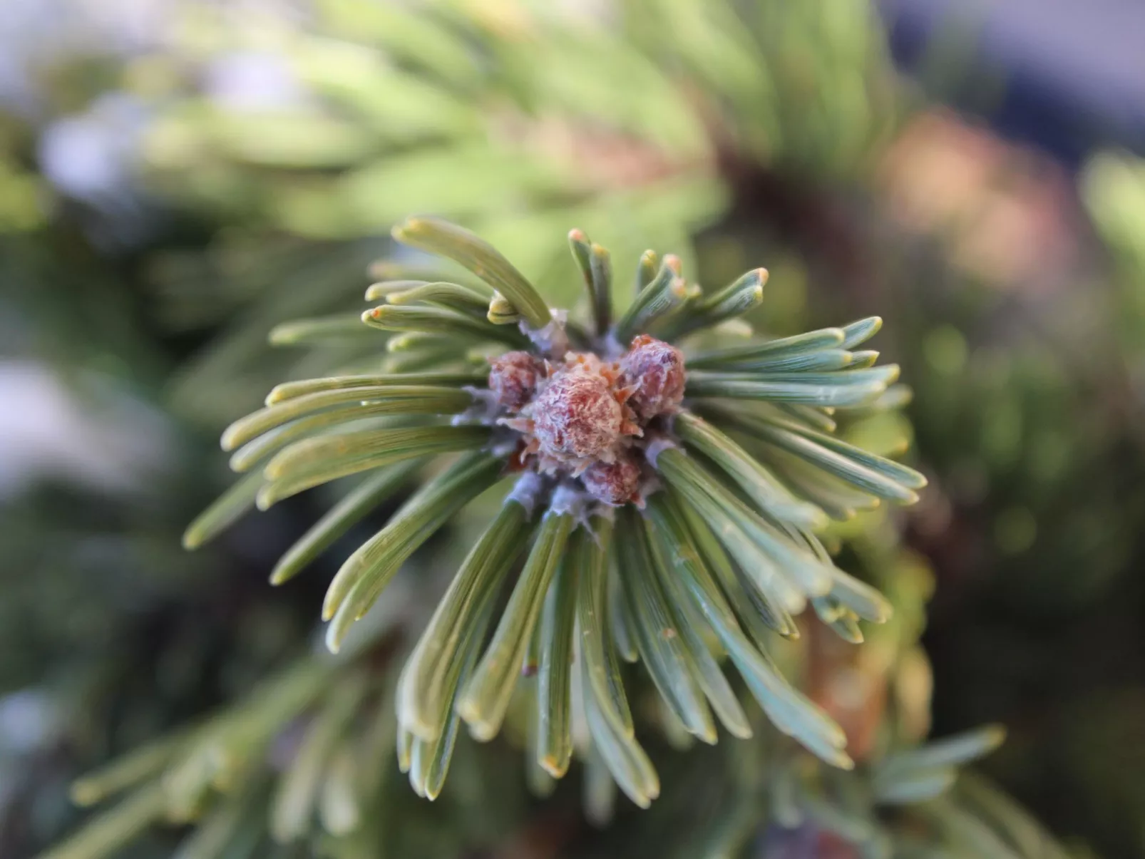 Haus Ostermoasspitz in St. Martin am Tennengebirge-Draußen