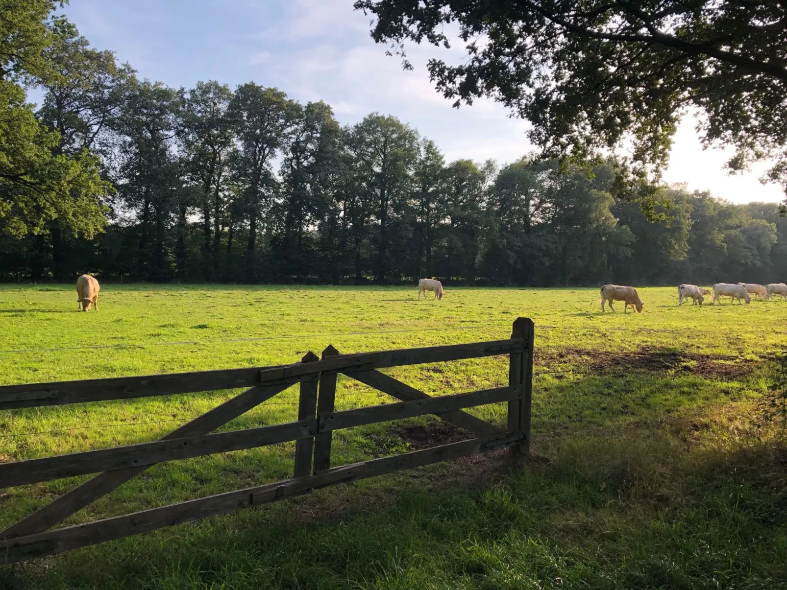 Geräumiges Ferienhaus mitten im Wald-Dehors
