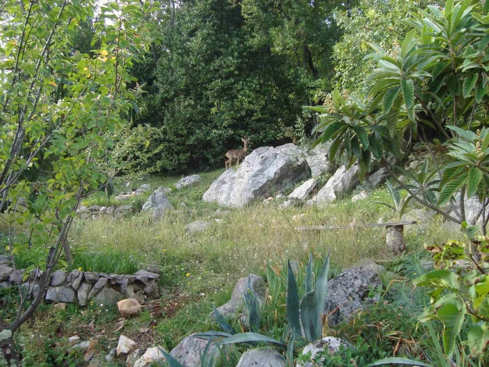 Mit Terrasse-Draußen