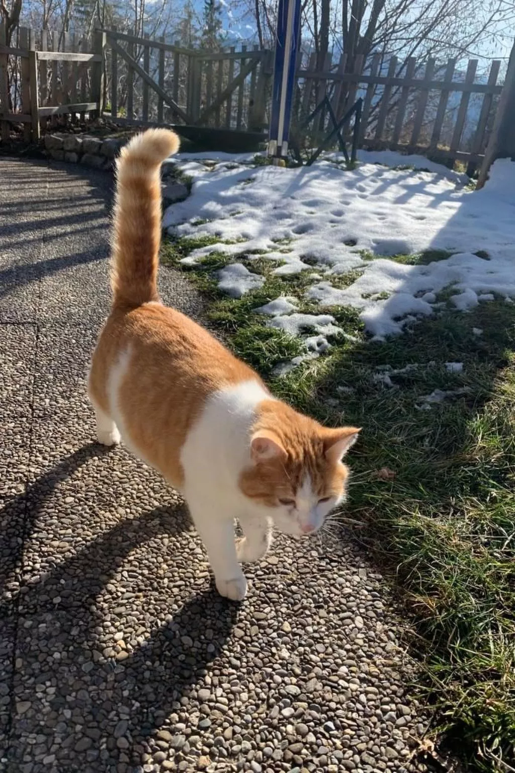 Chalet Felsli-Draußen