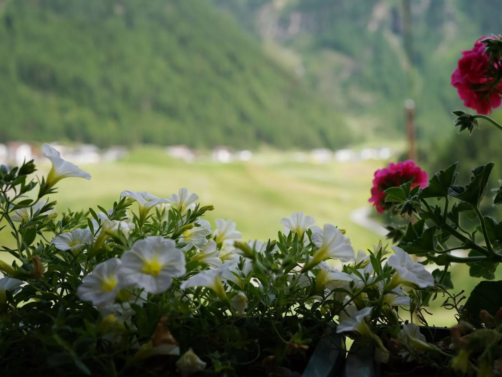 Sonnenhof-Image-tags.info