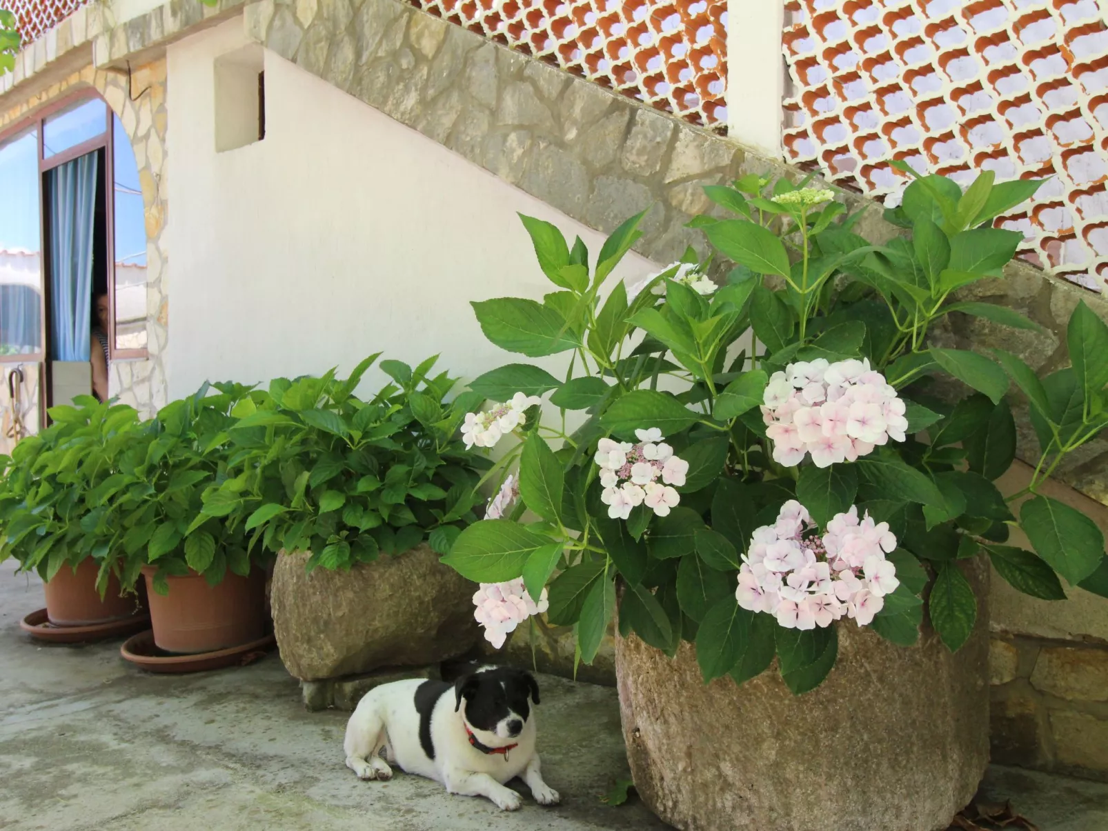 Apartment Andjela-Outside