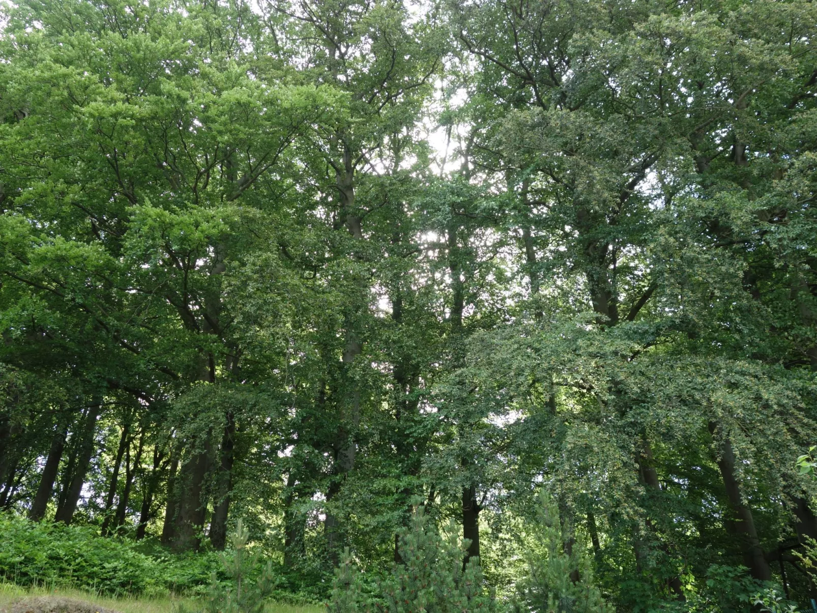 Villa Celia Sellin-Dehors