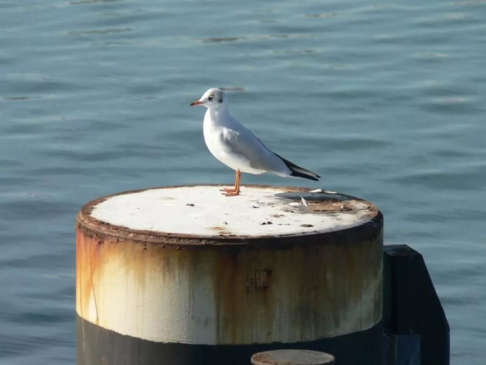 Villa Mönchgut Binz-Image-tags.info