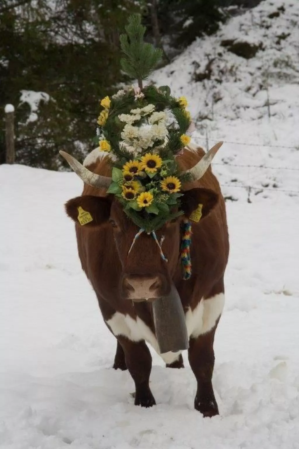 Sonnblick in Hollersbach im Pinzgau-Image-tags.info