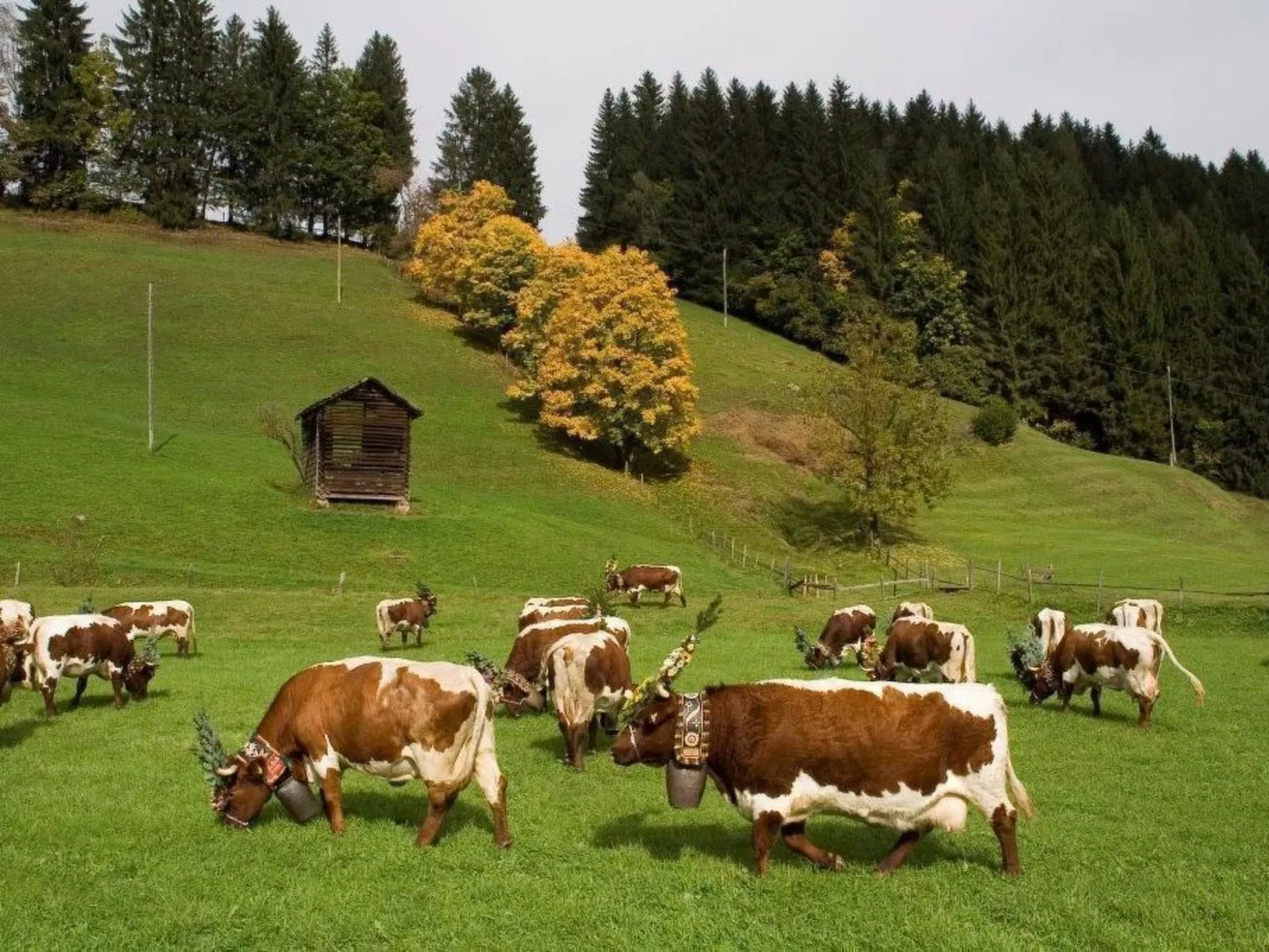 Wohnung Pihapperblick in Hollersbach im Pinzgau-Image-tags.info