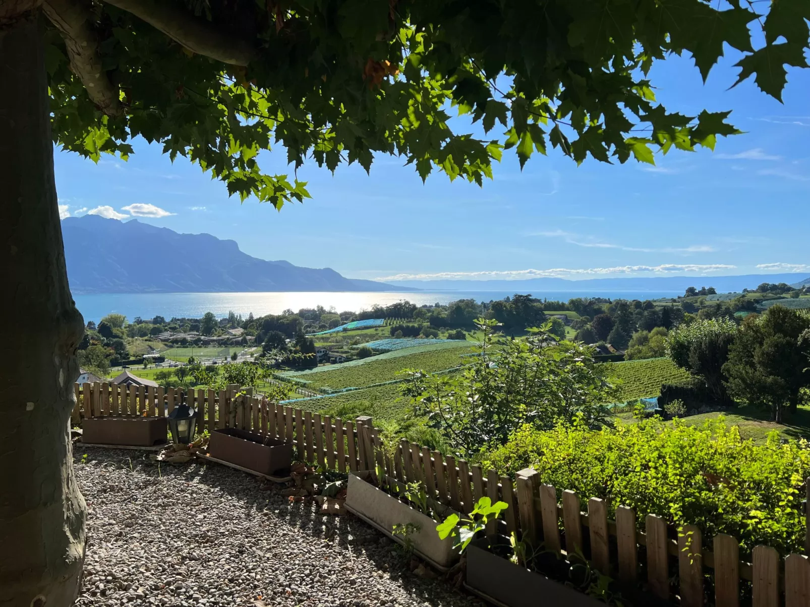 Vigneronne, Vigne-Image-tags.info