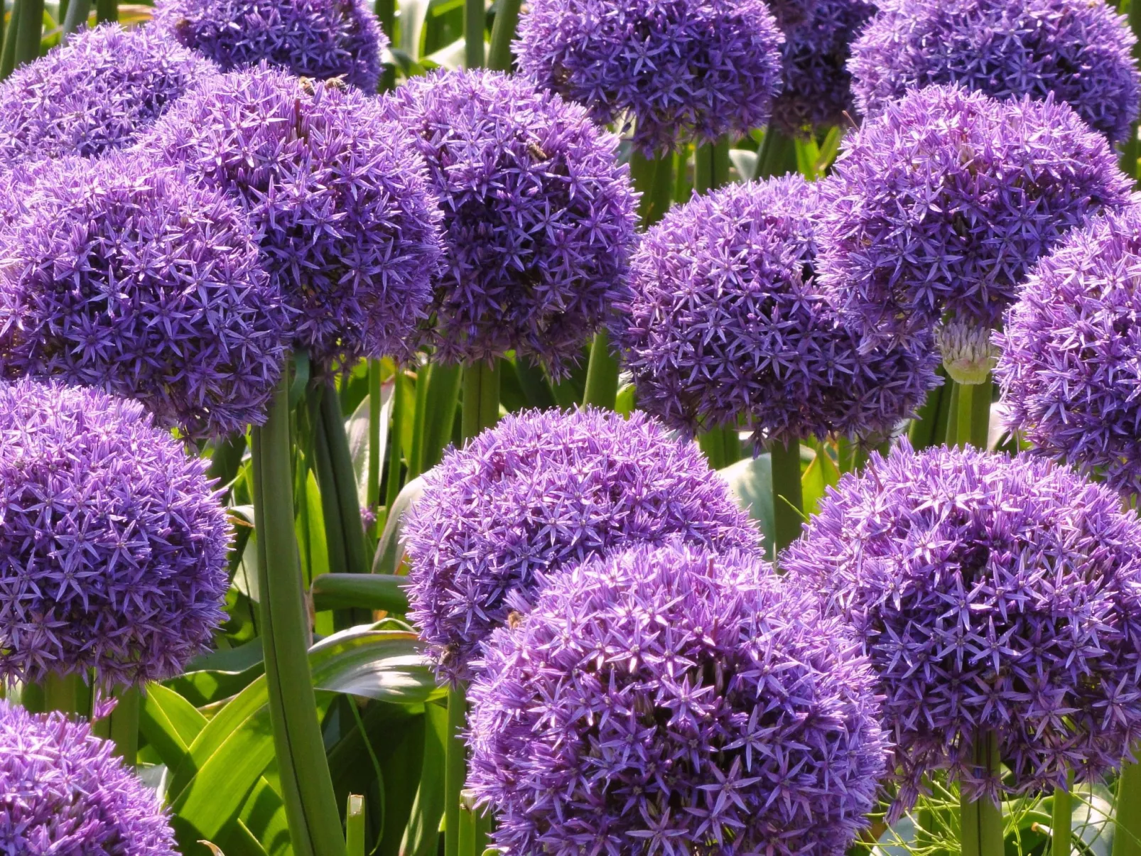 Sommerhaus Klein Wimmenum, Nähe Strand und Dünen-Image-tags.info