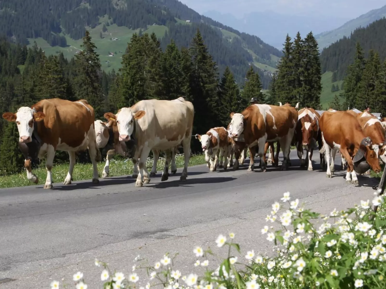 Gehrihornblick-Dehors