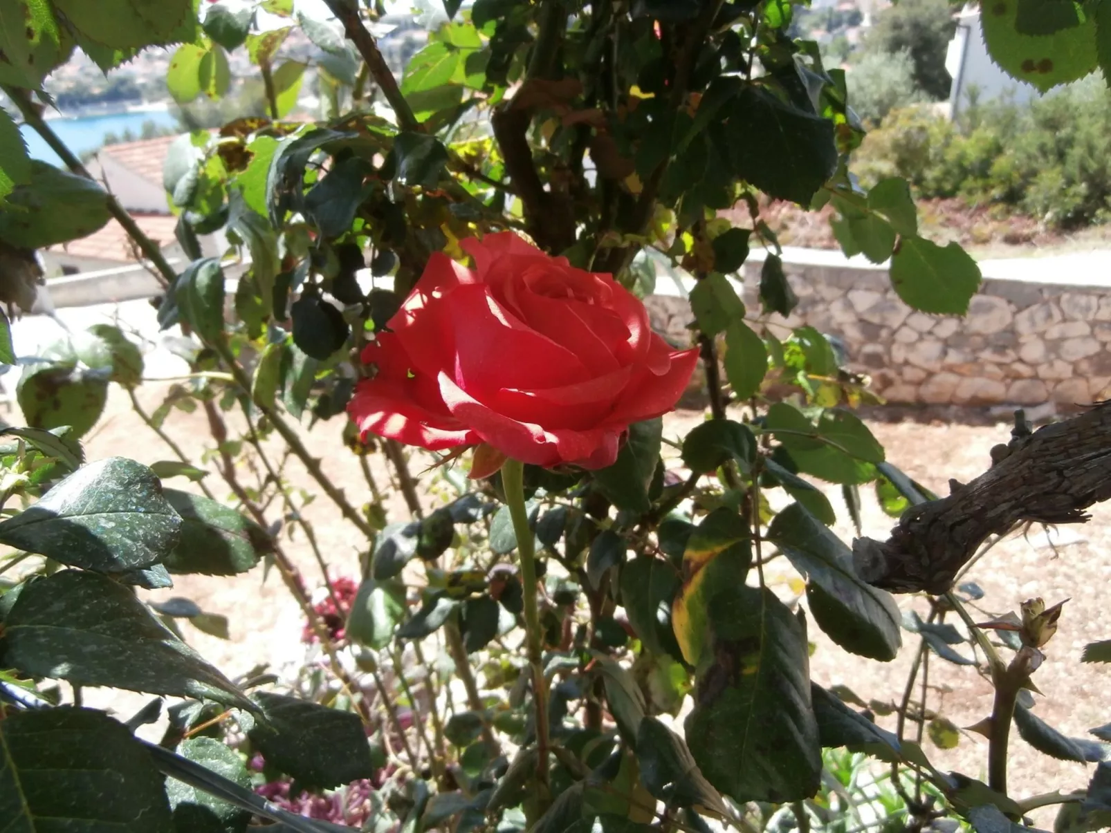 Wohnung mit Balkon und Meerblick-Draußen