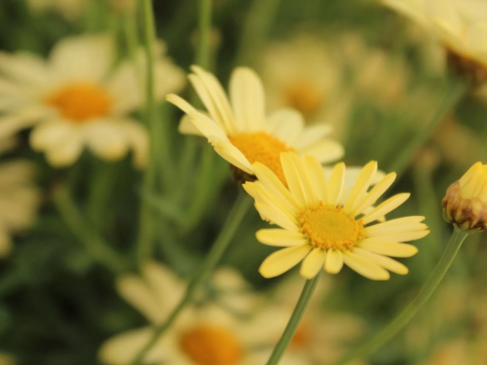 Beheiztes Schwimmbad, Familienferienwohnung-Dehors