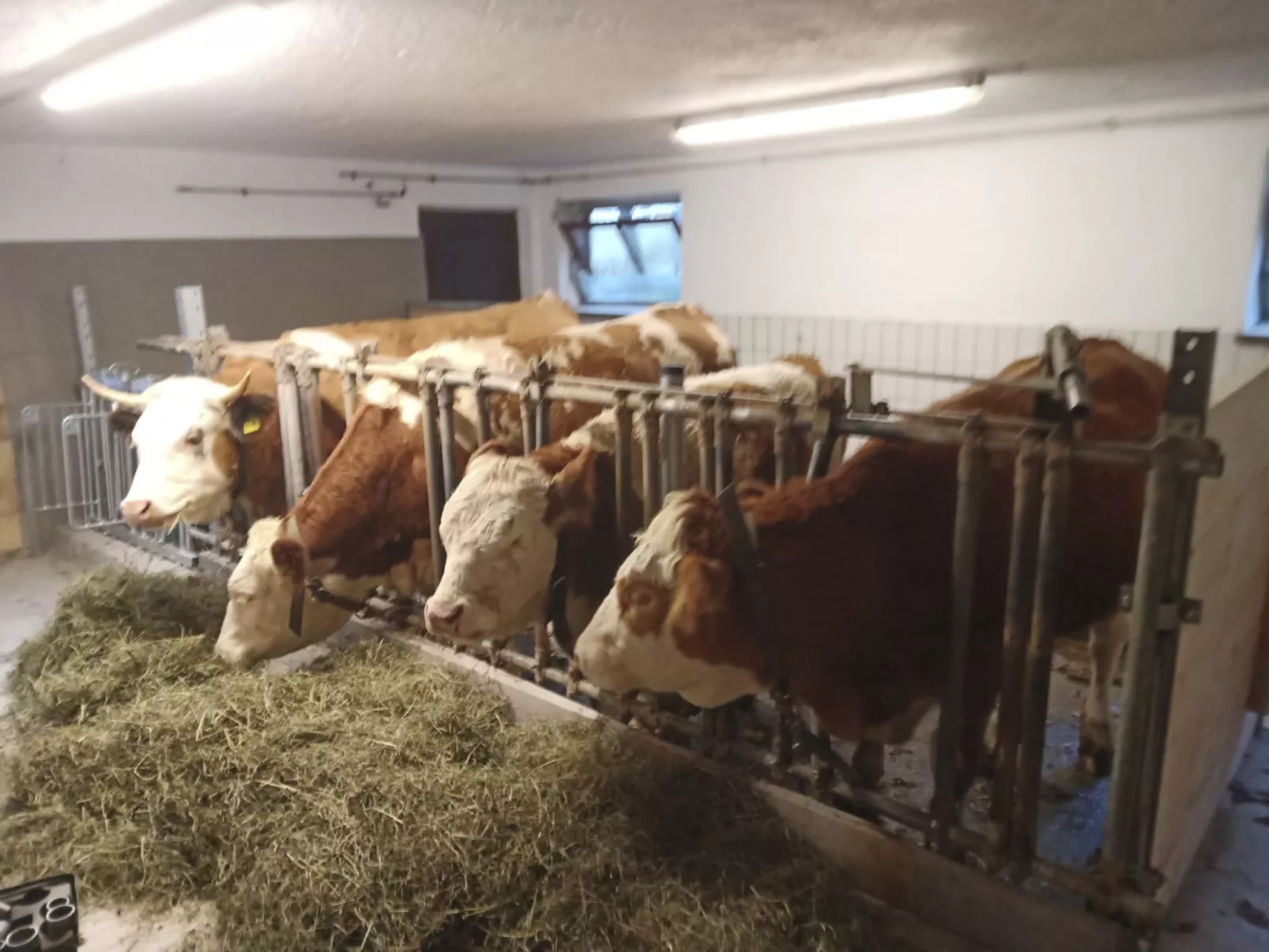 Wohnung in Unterschönau mit Grill-Outside