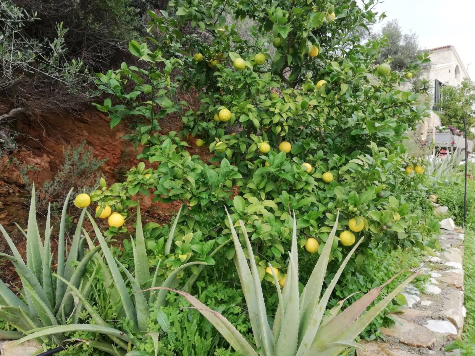 BIO-Energie-Villa Antonis-Drinnen