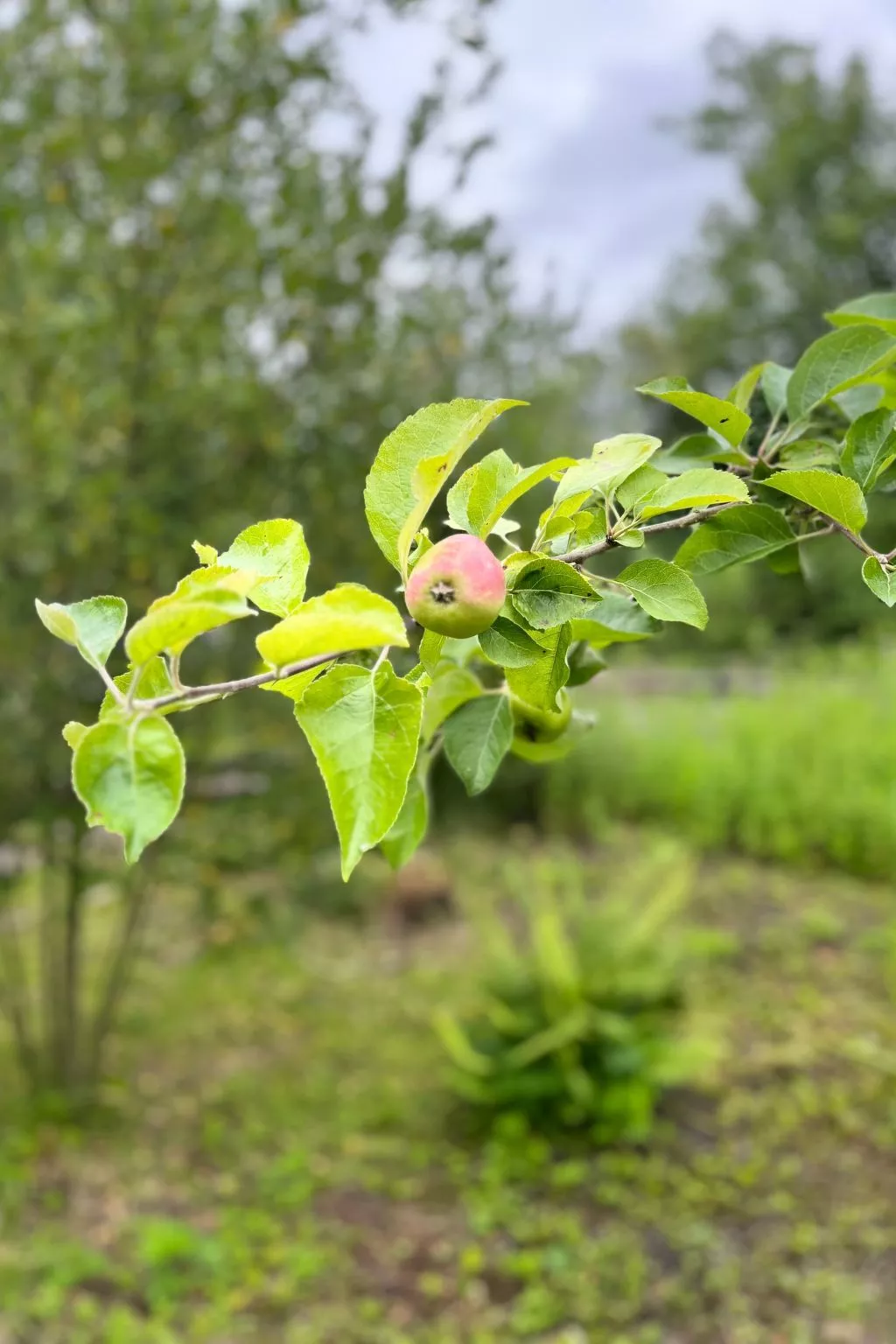 Apfel-Häuschen-Outside