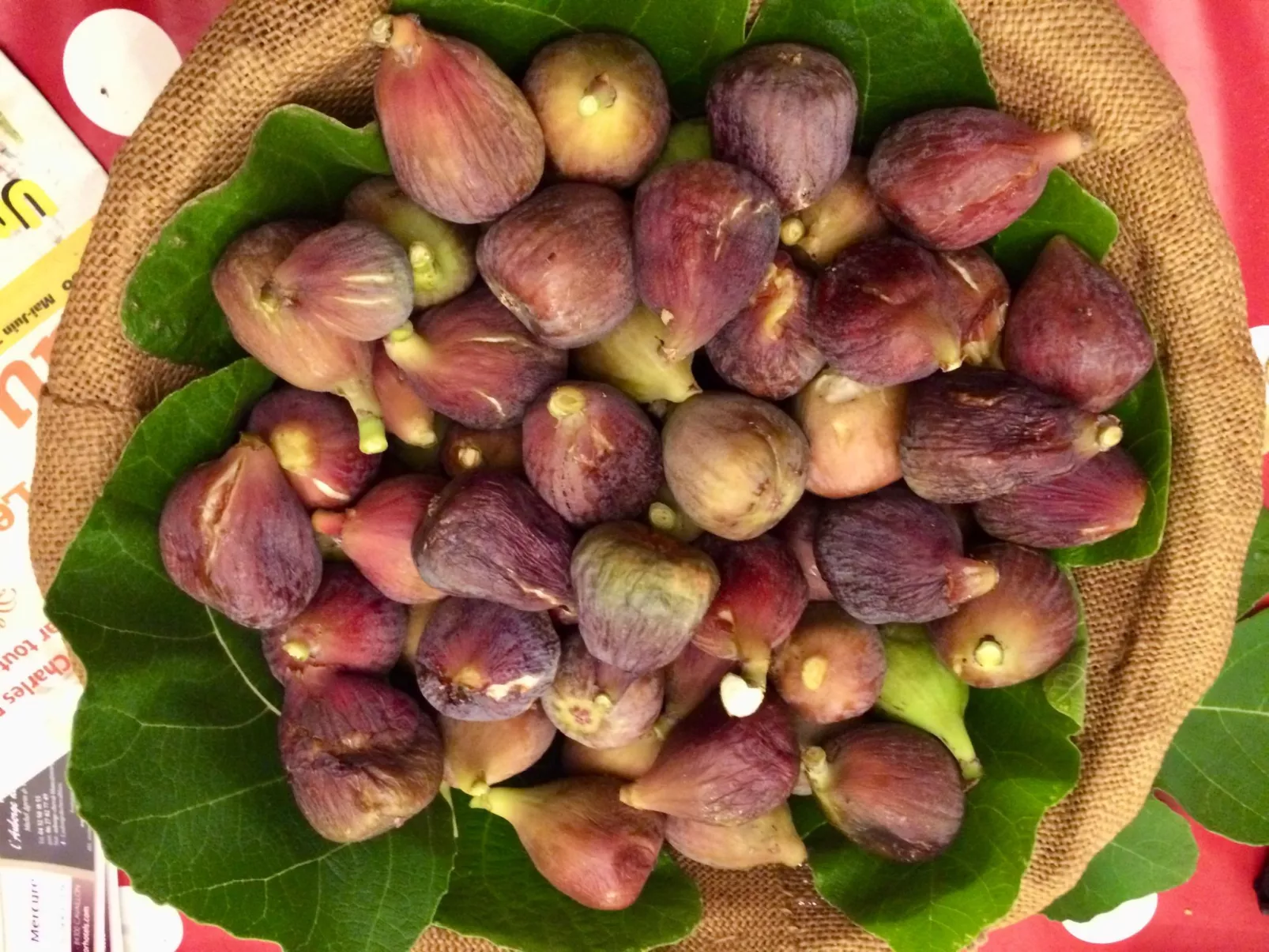 "Eutherpes Haus"-Drinnen