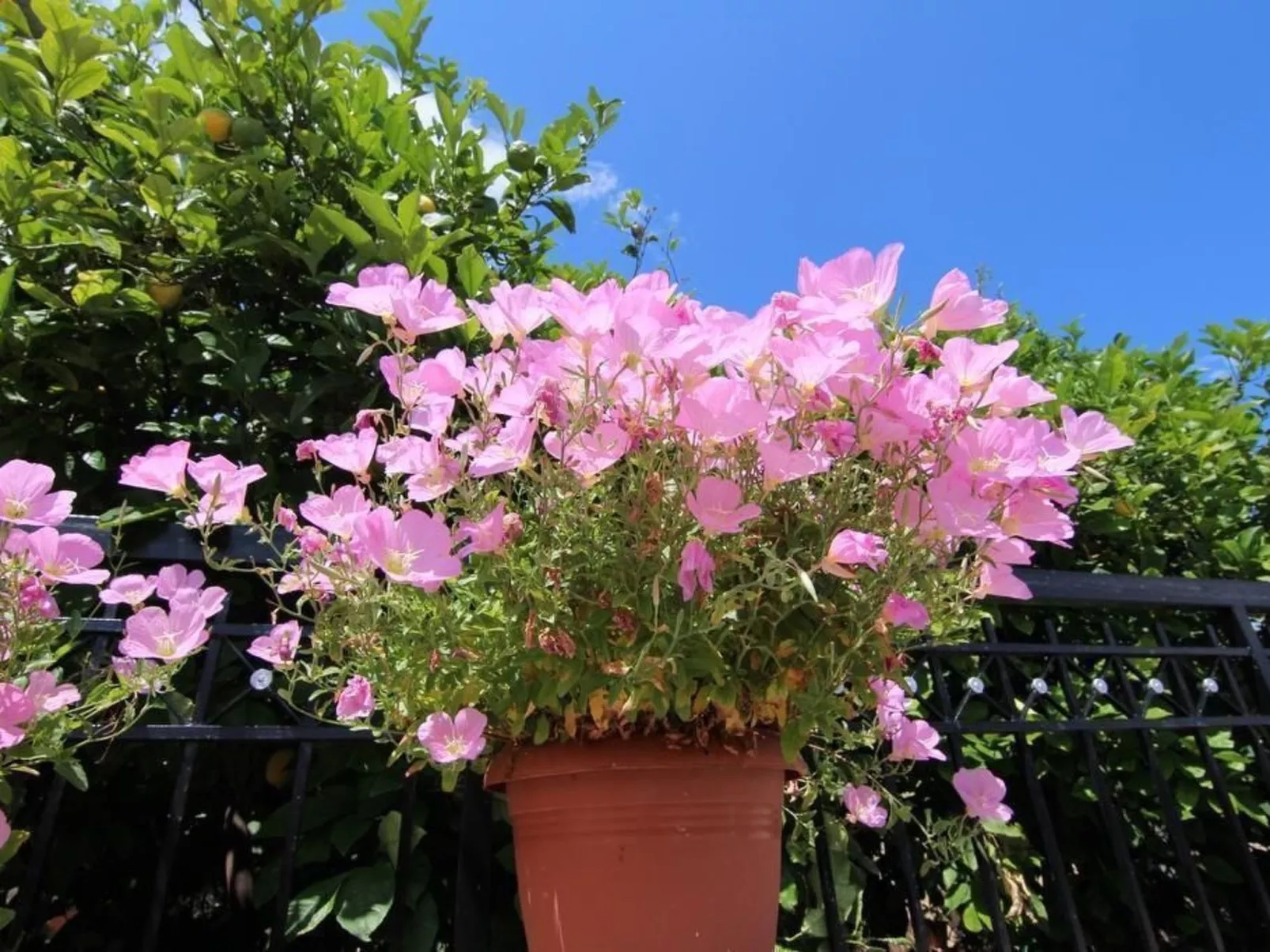 Appartement in Derveni mit Terrasse-Draußen