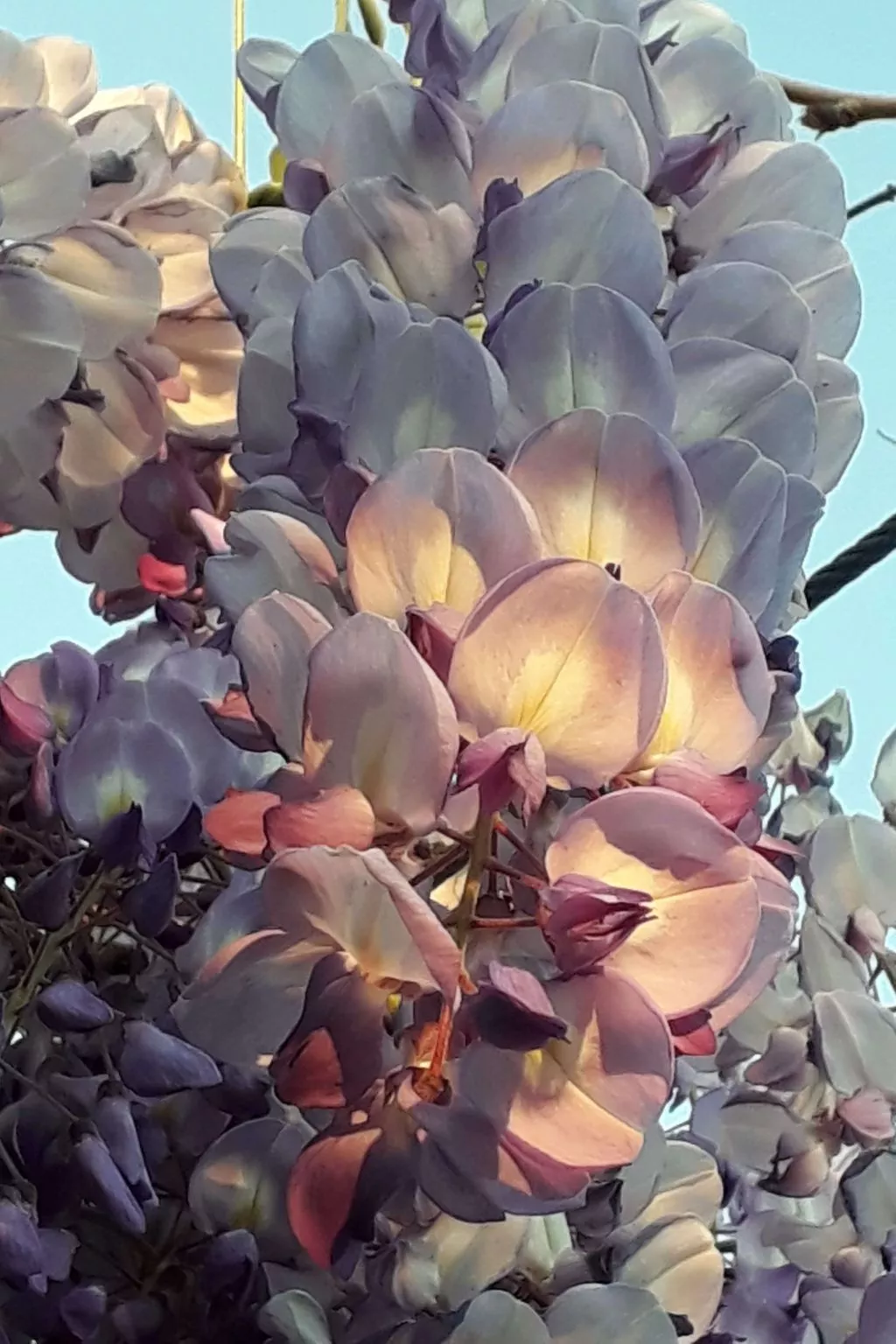 Quinta D'Avó Amélia, wunderschönes Landhaus zwischen den Bergen und dem Meer-Draußen