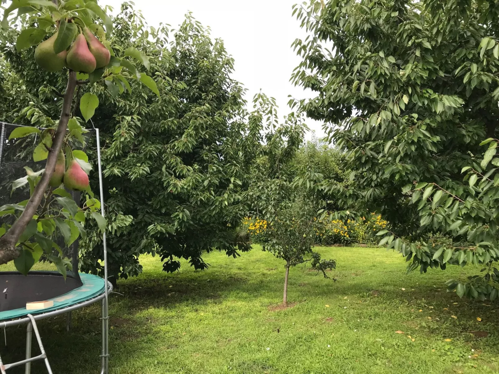 Hungarium am Platte-Dehors