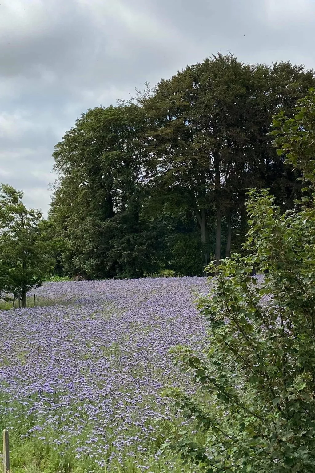 Charmante normannische Ferienwohnung les chataigniers 3 Zimmer-Outside