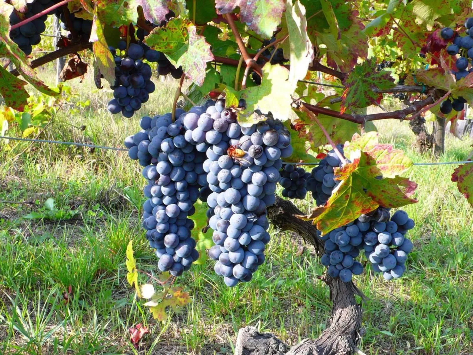 Grignolino' Wohnung mit Gemeinschaftspool-Outside