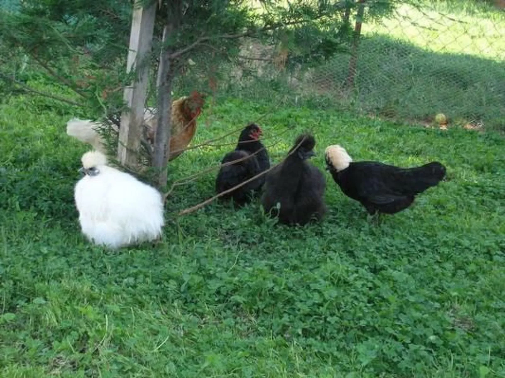 Lavanda 3-Image-tags.info