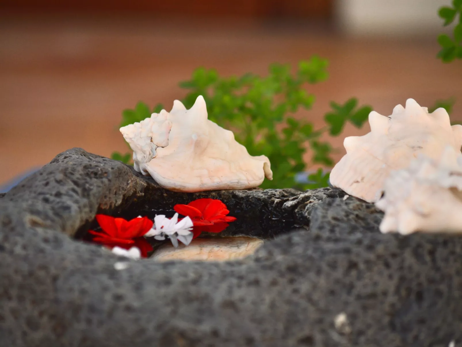 Appartement Casa Hibisco mit schönem Garten-Outside