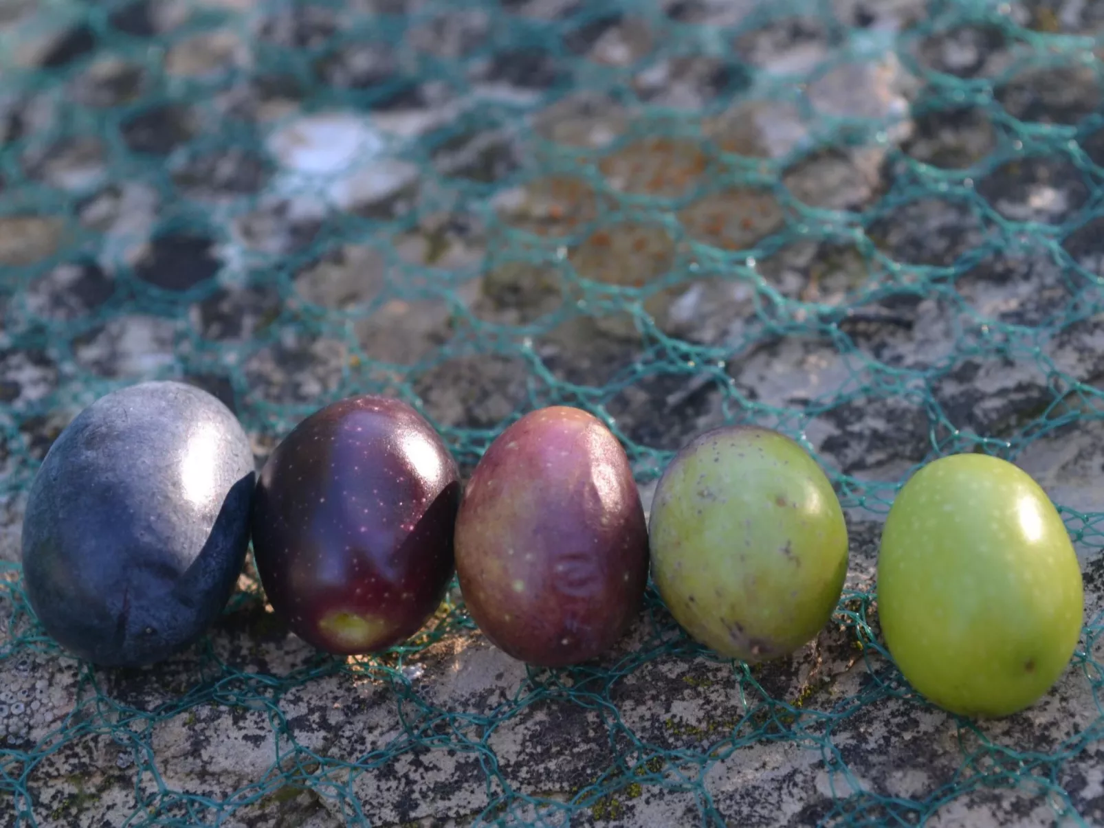 In Diano San Pietro-Image-tags.info