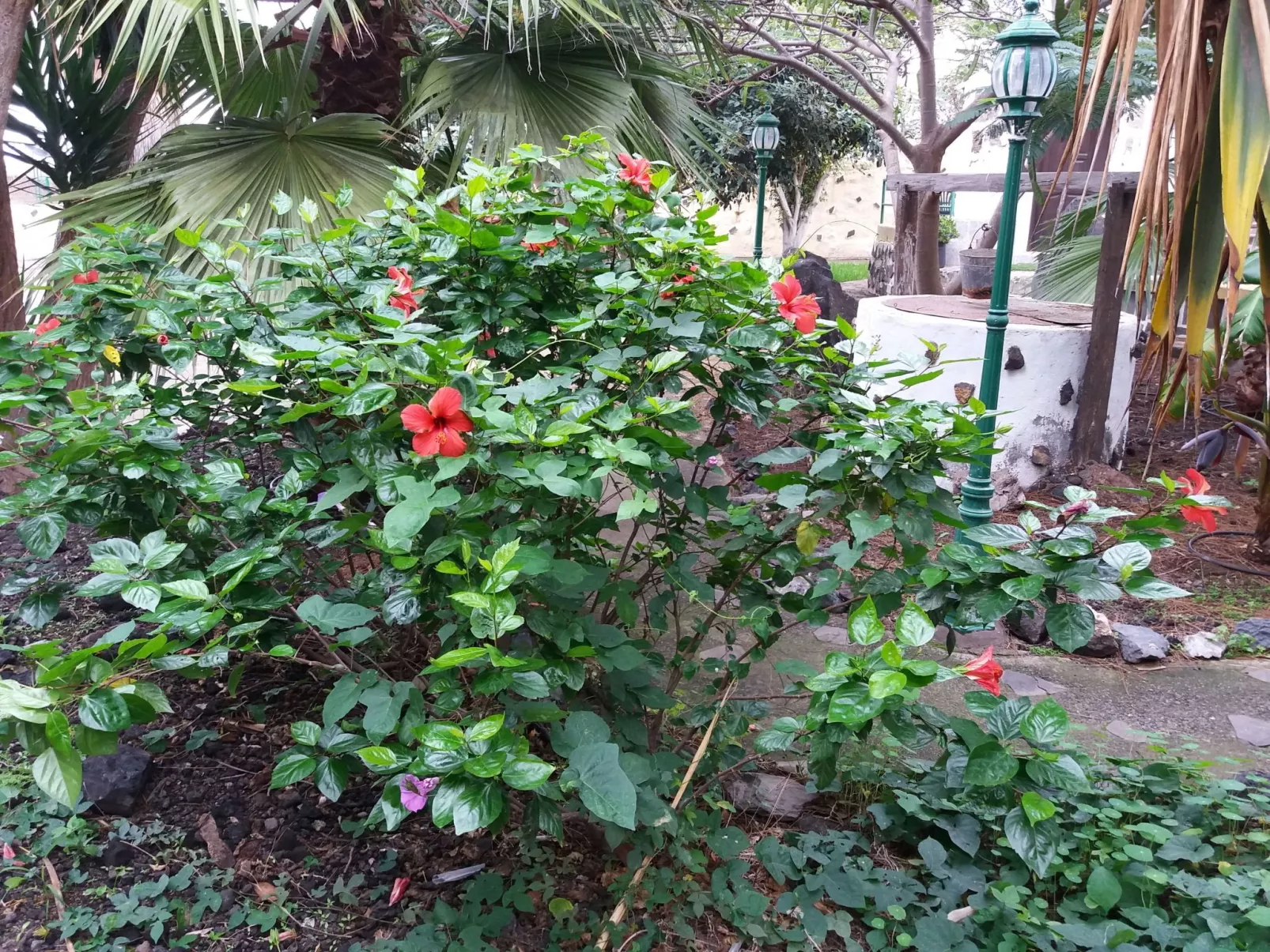 Haus El Cardón A1-Draußen