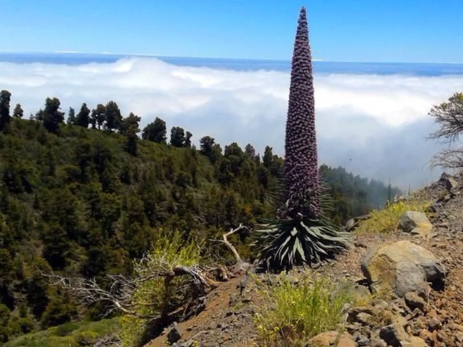 Ruhige Finca Topo del Drago mit Meerblick-Image-tags.info