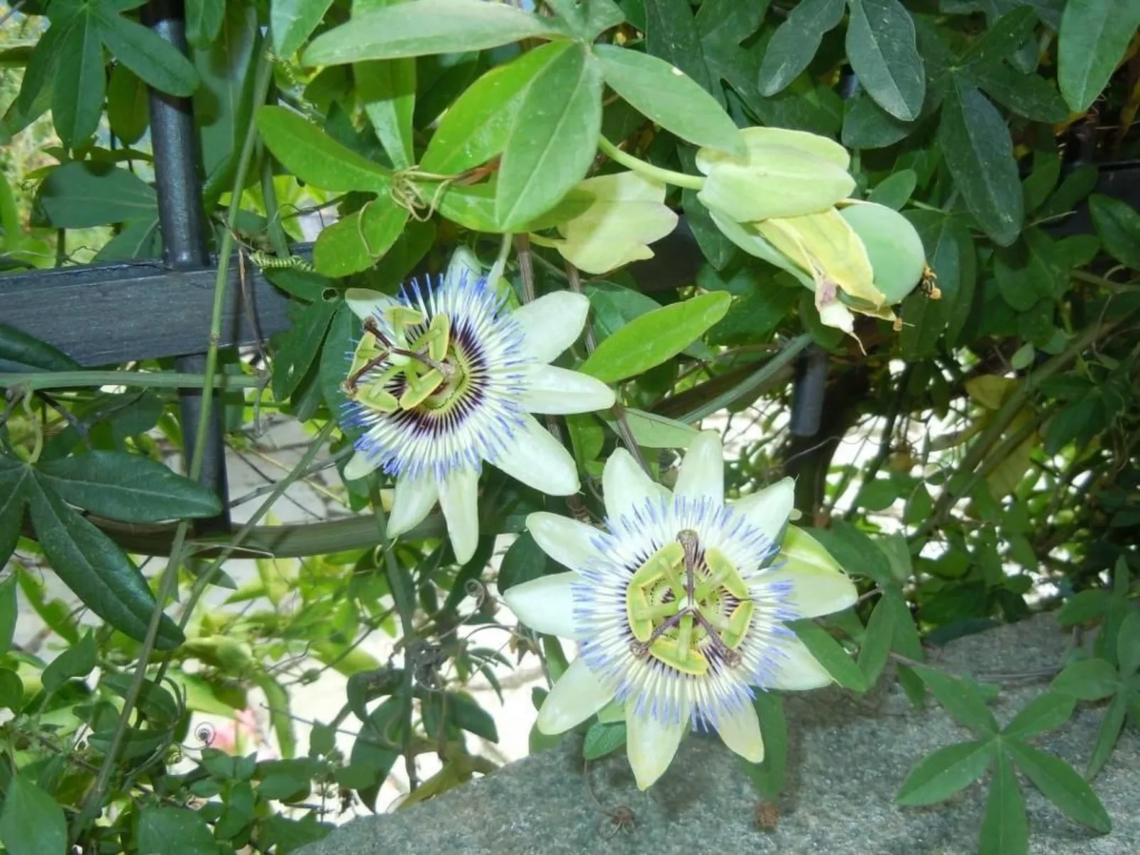 Schönes Ferienhaus mit Garten und Whirlpool-Draußen