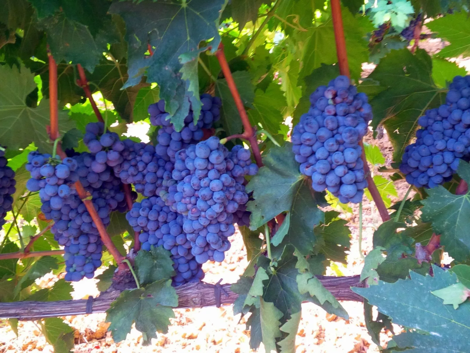 Agrotourismus - Wohnung mit Pool-Image-tags.info