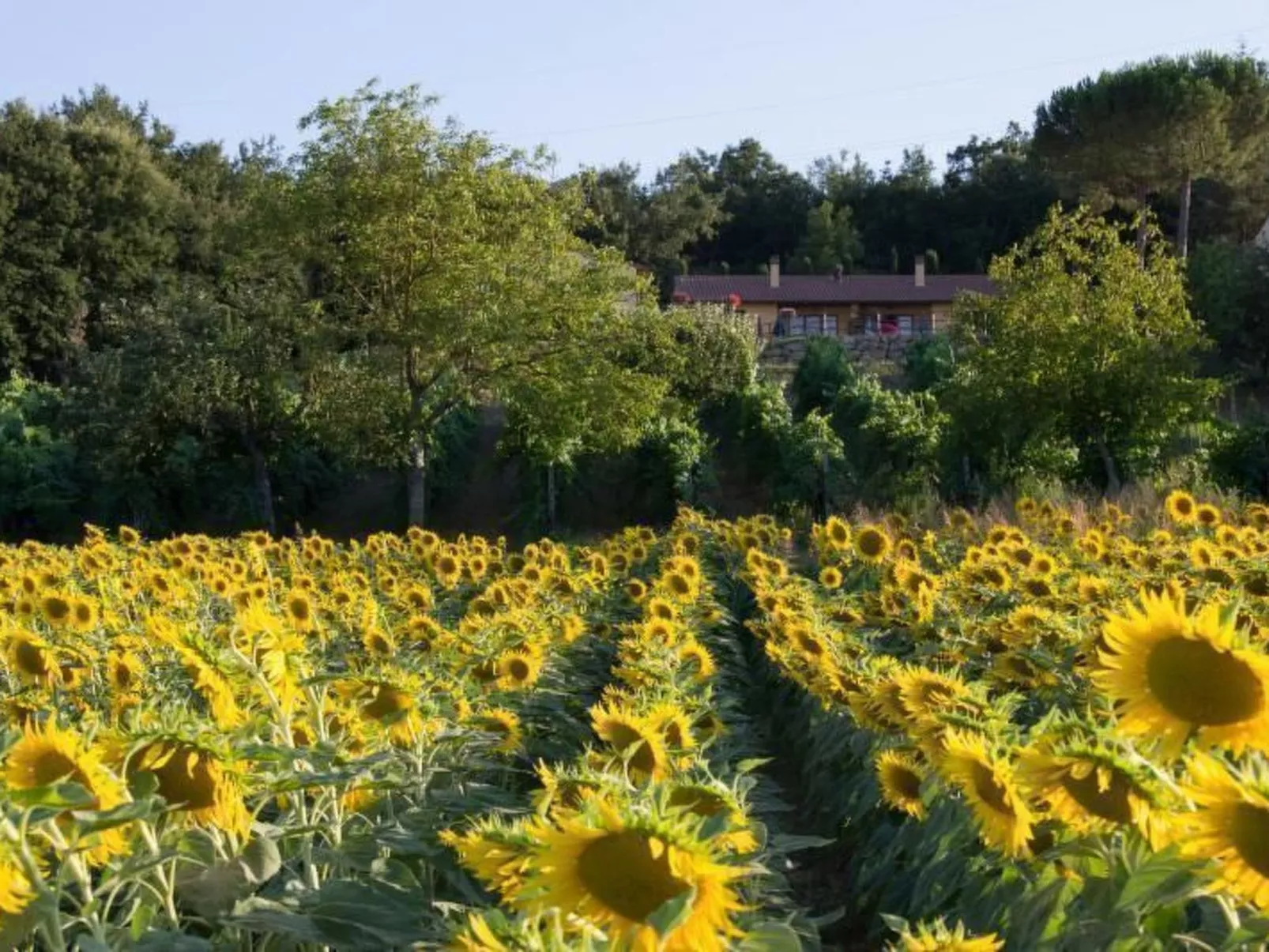 Lo Strettoio Wohnung mit Gemeinschaftspool-Image-tags.info