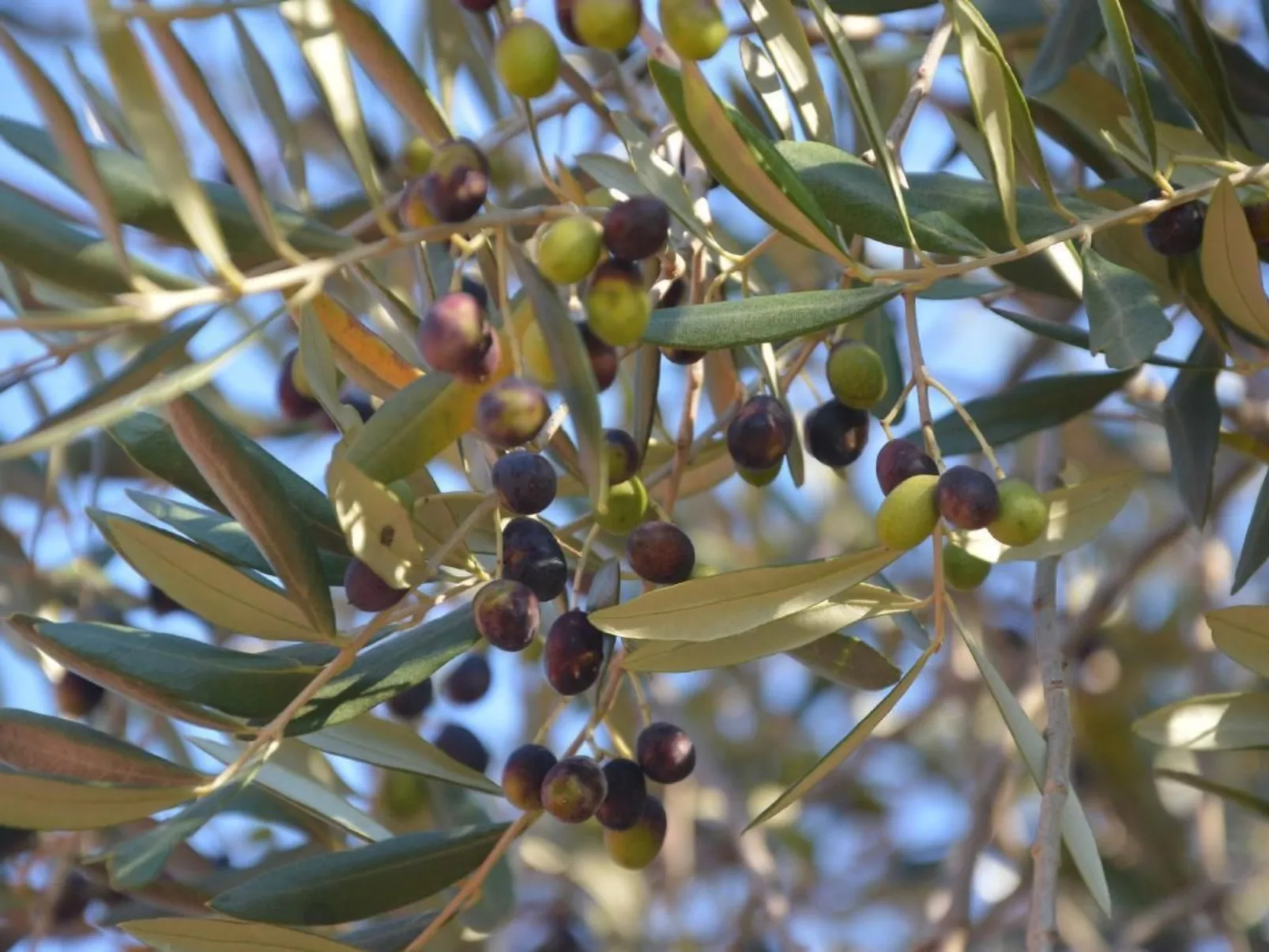 Oliveto Tignale-Outside