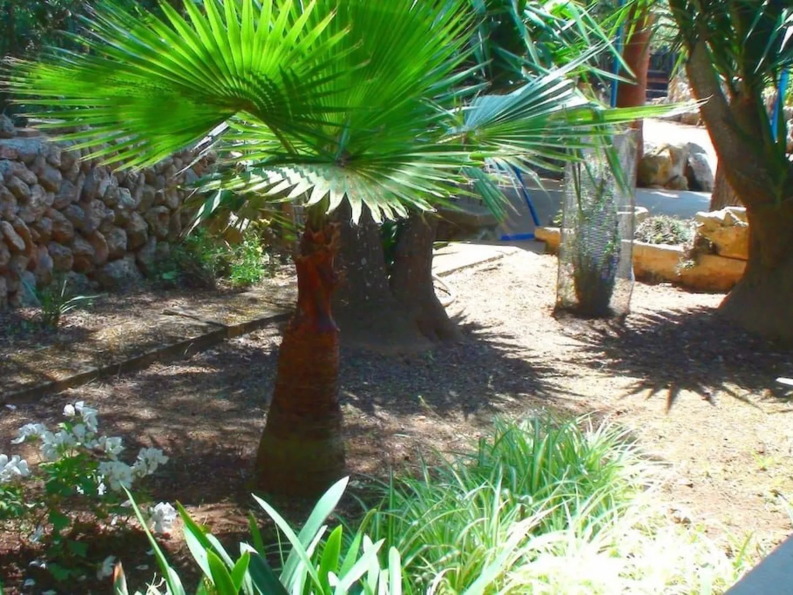 Finca Alfabia Campos-Image-tags.info