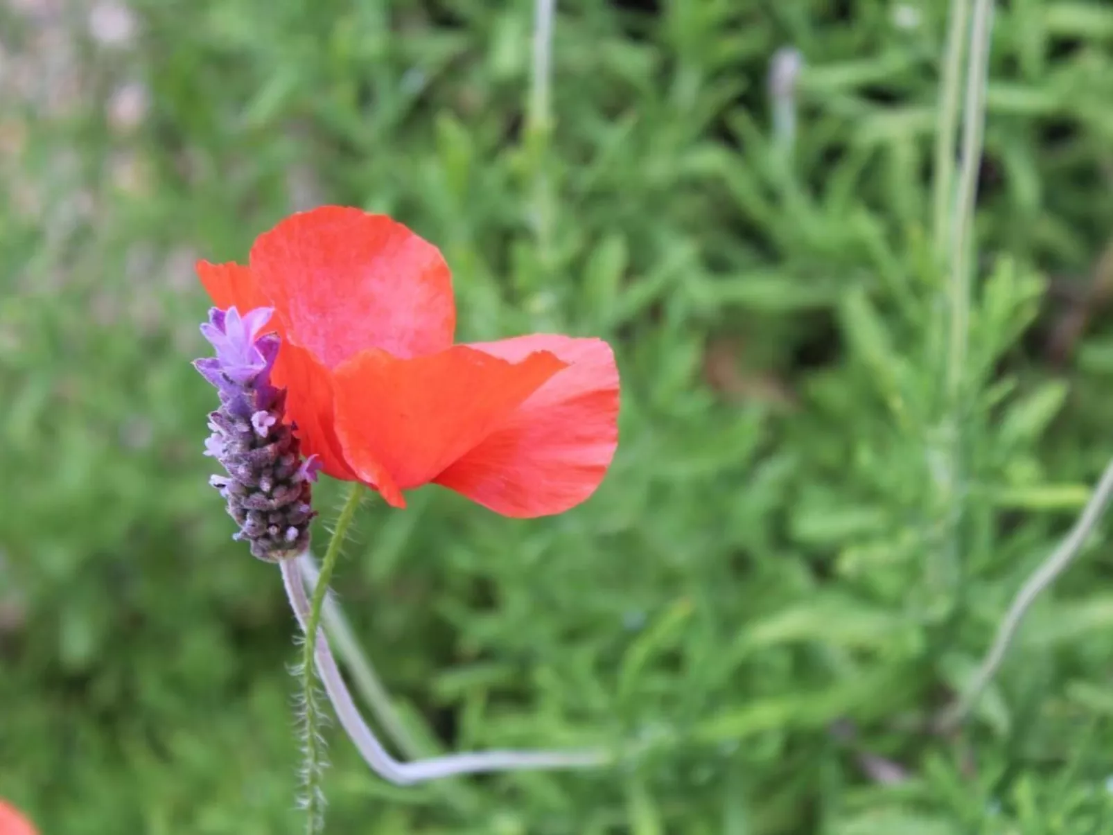 Casa Ines-Image-tags.info