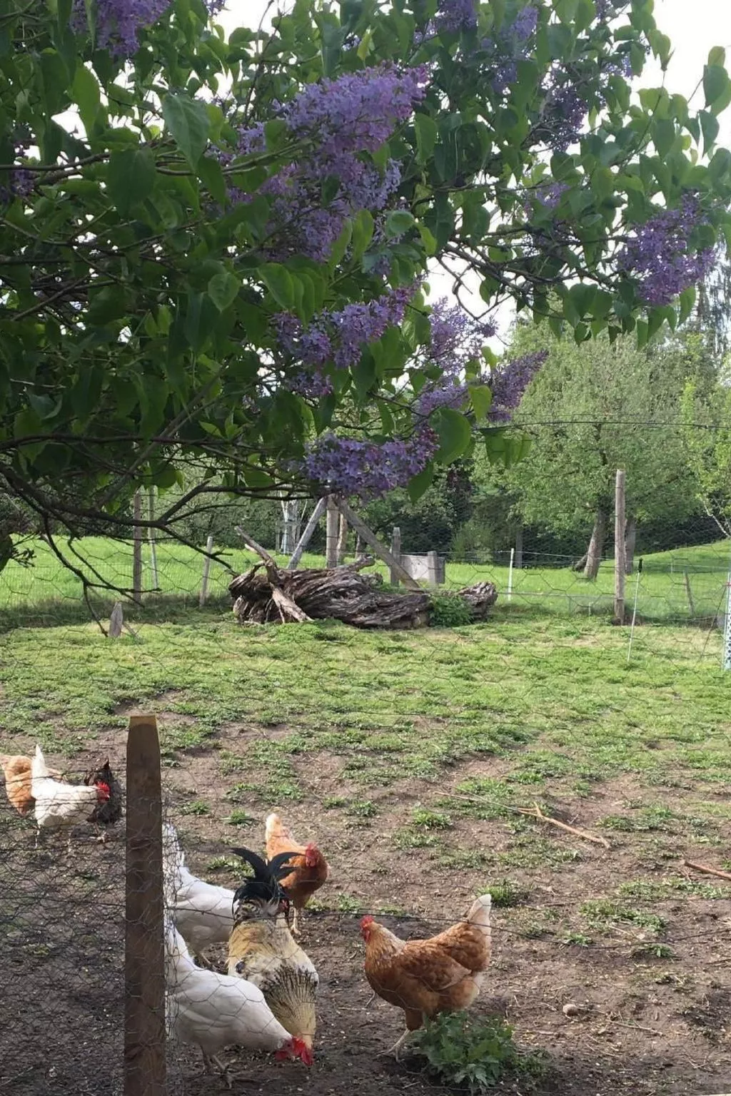 Steinern-Image-tags.info