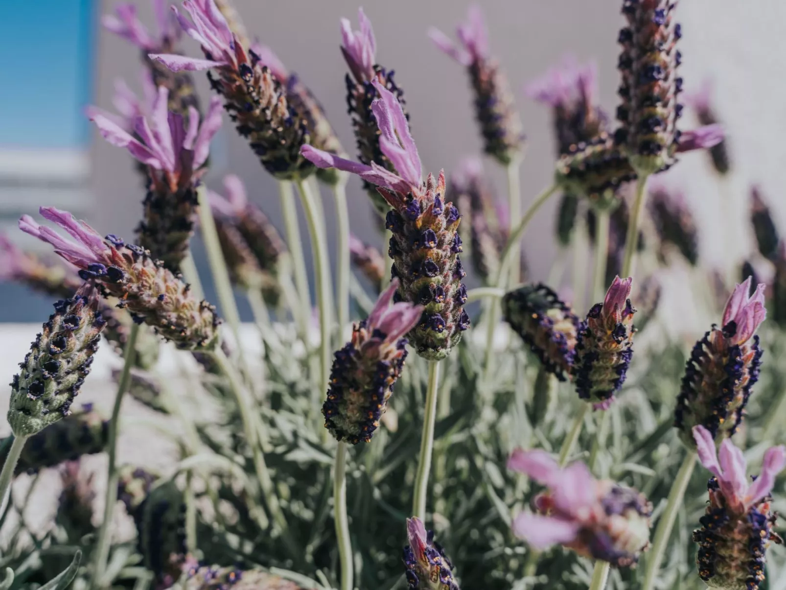 Charmante Ferienwohnung mit Balkon-Dehors