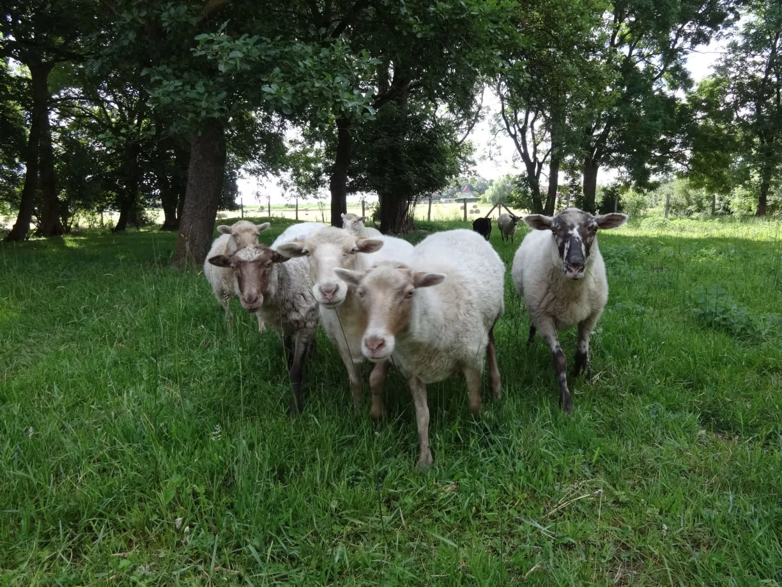 Pastor Hauswedel-Dehors