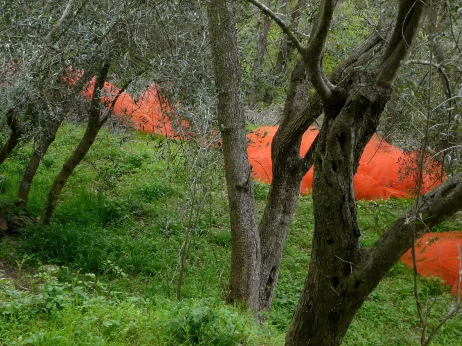 CASA SISSI, Sehnsuchtsort zwischen Olivenhainen-Outside
