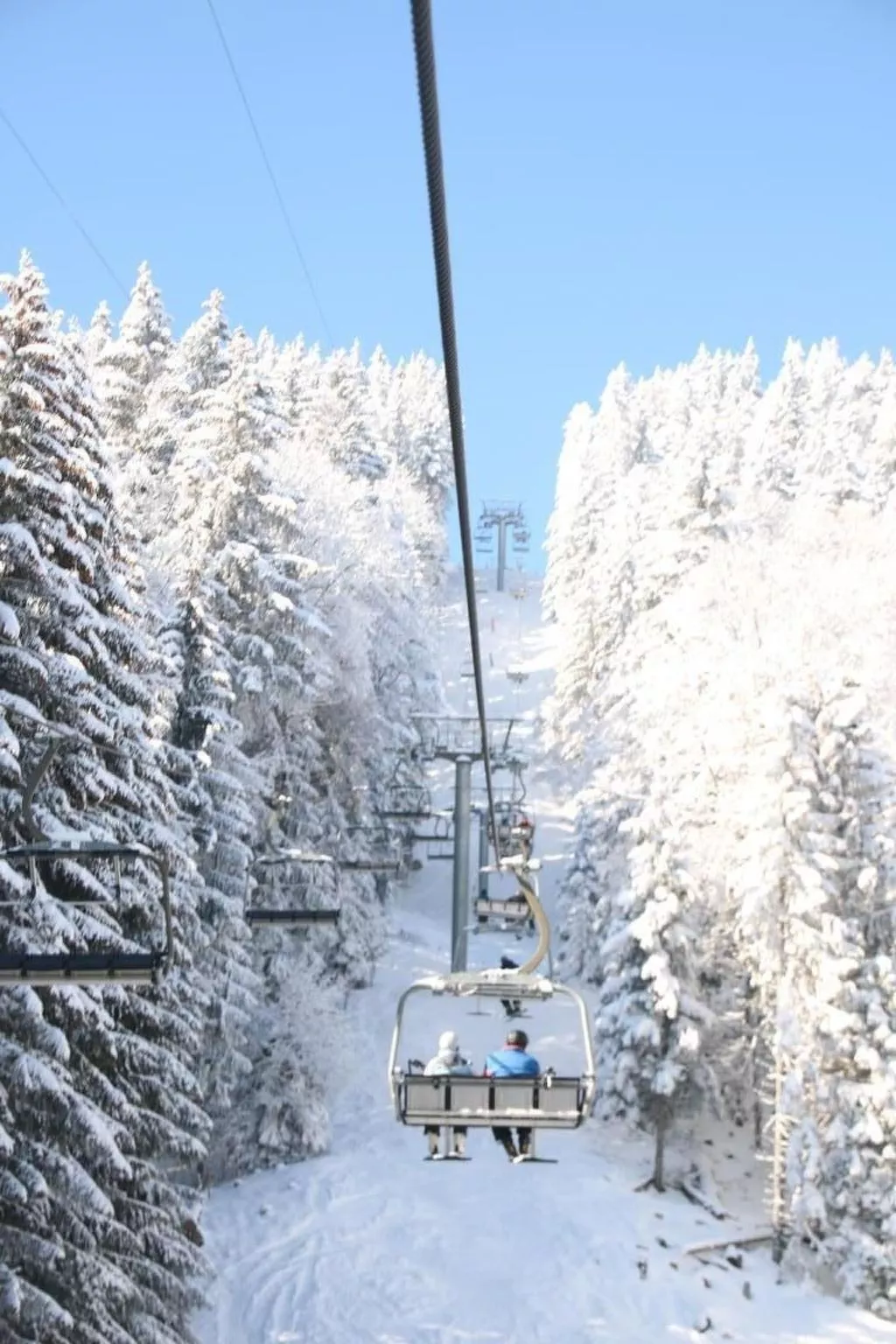 Les Narcisses,Blonay-Dehors