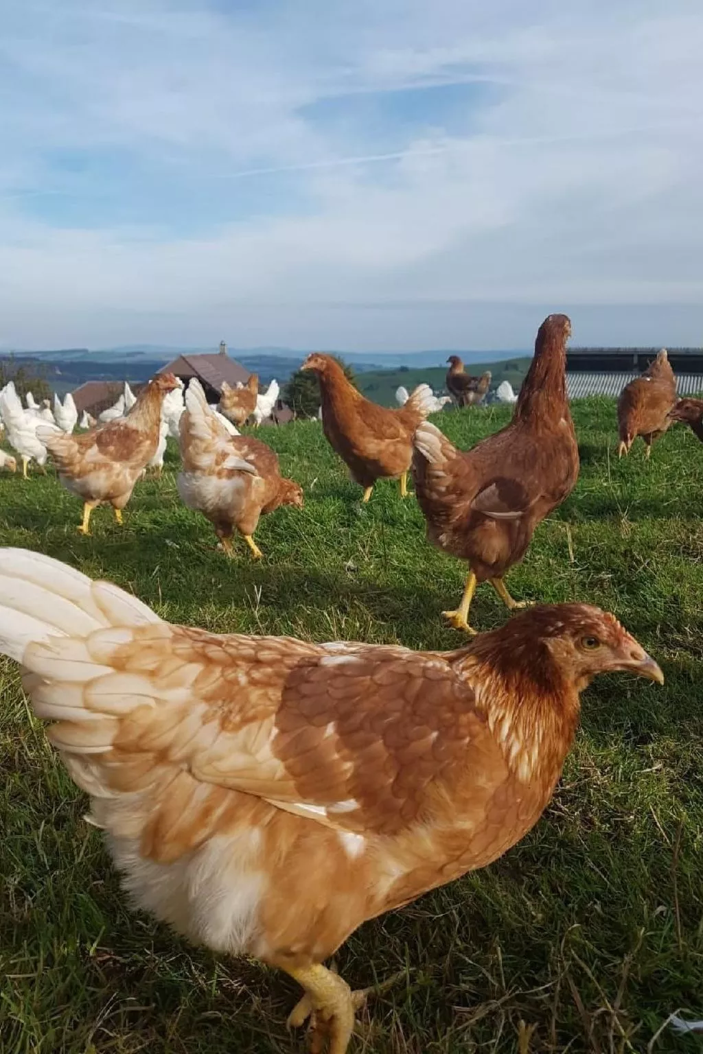 Bio-Hof Brudersrüti-Image-tags.info