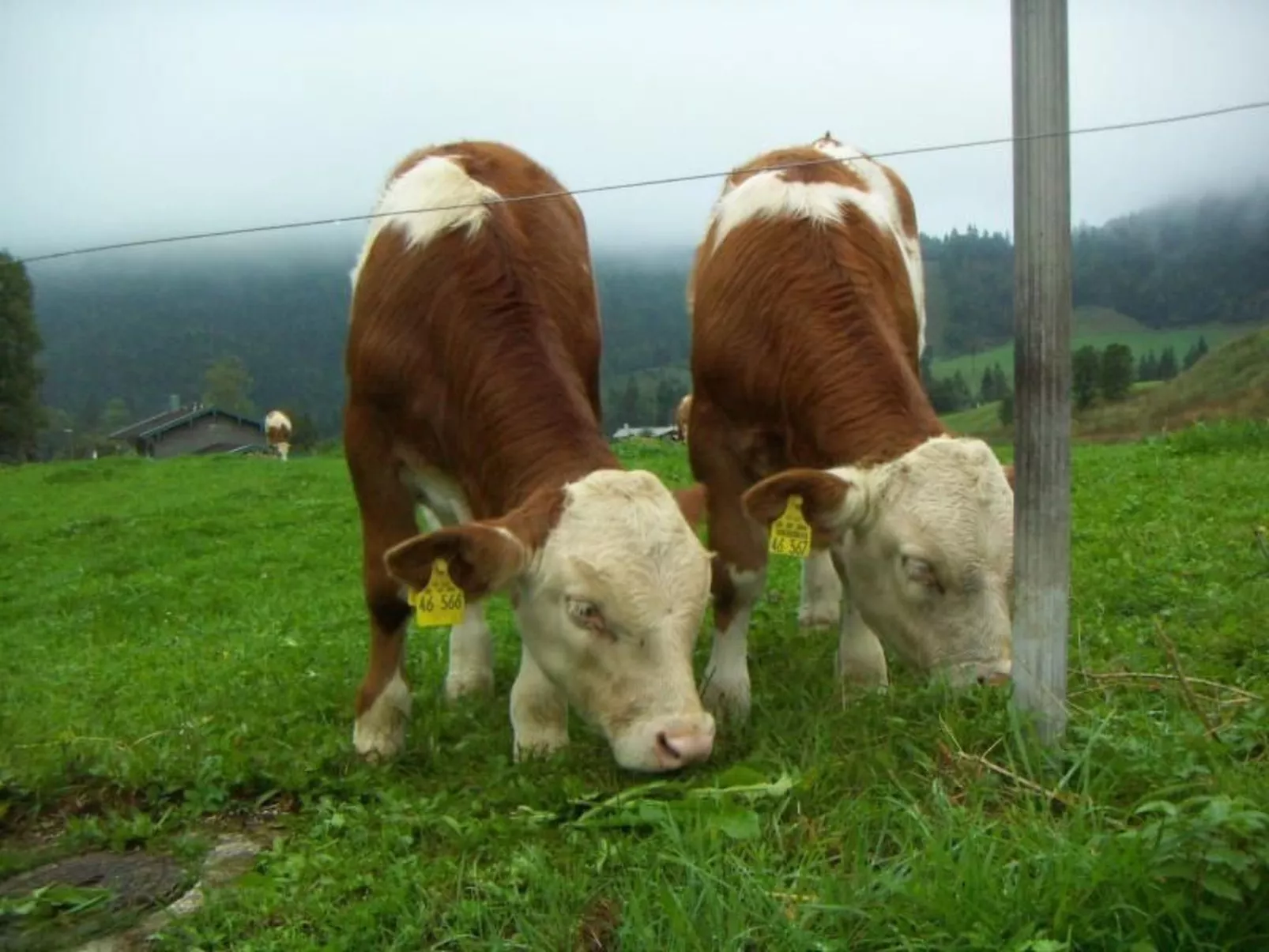 Haus Hinterseer-Dehors