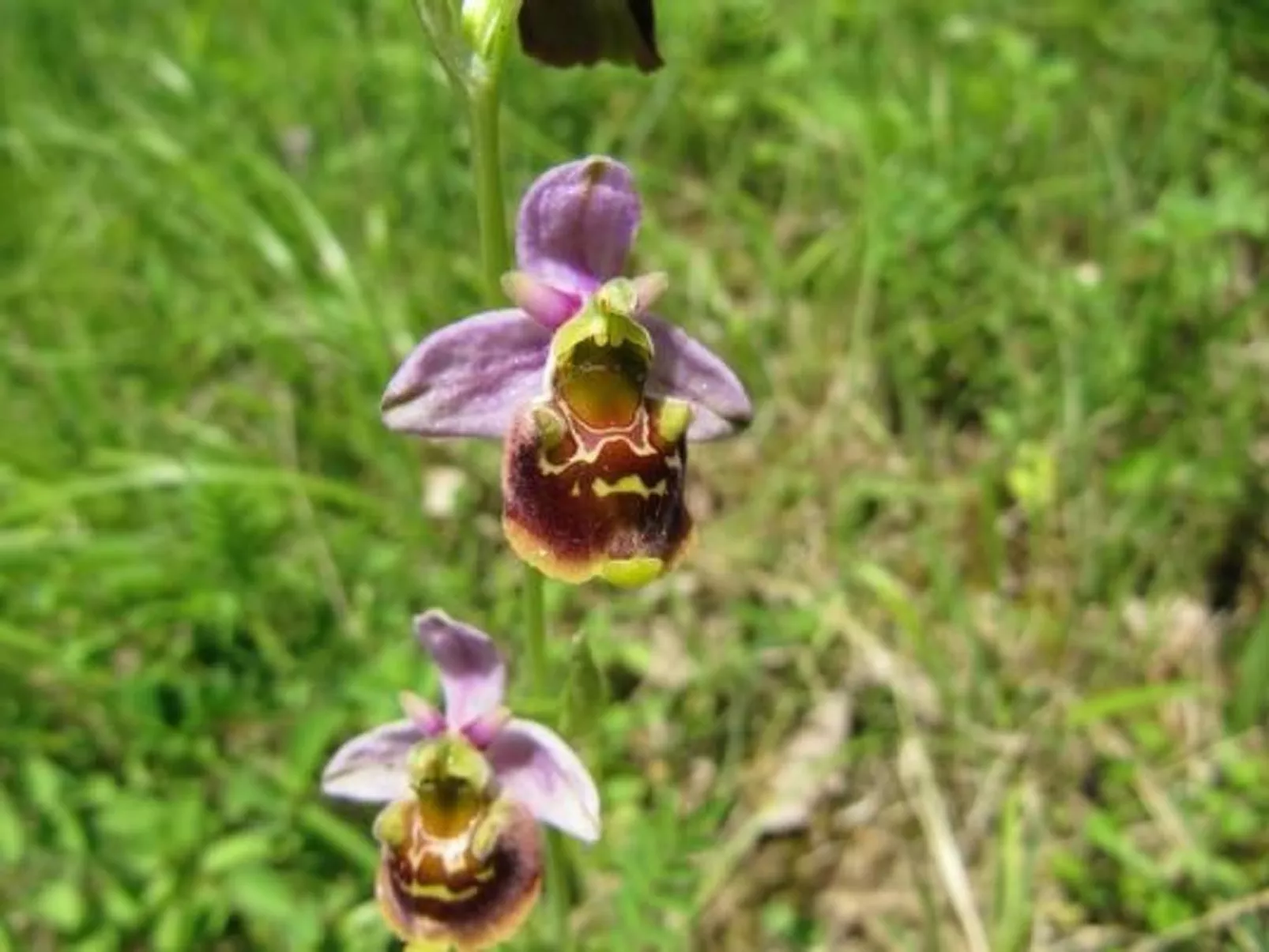 Appartement in Schelingen mit Garten und Grill - Inside